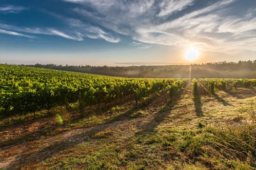 Celebrate Vineyard Bliss at Borgo Pignano, Tuscany