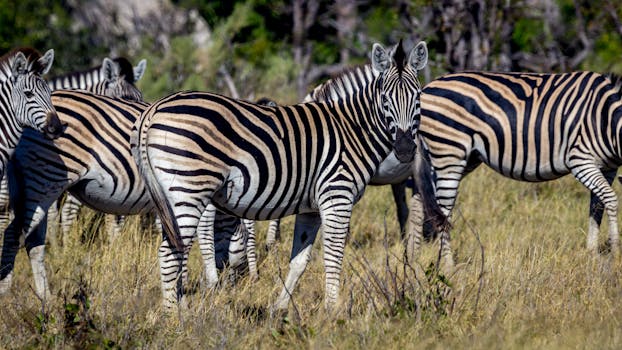 Witness Safari Splendor at Singita Sweni Lodge, Kruger National Park